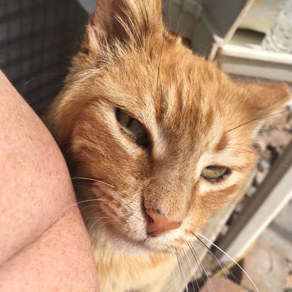 Meet your Posher, 4 Paws - Picture 4 of 8